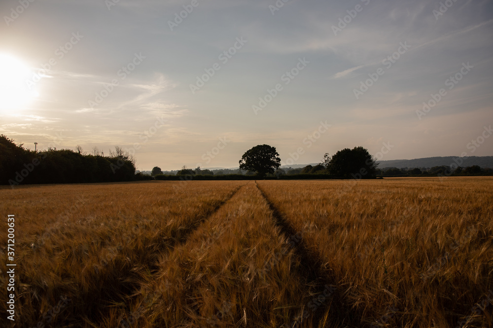 Tractor Tracks Through a Barley Field