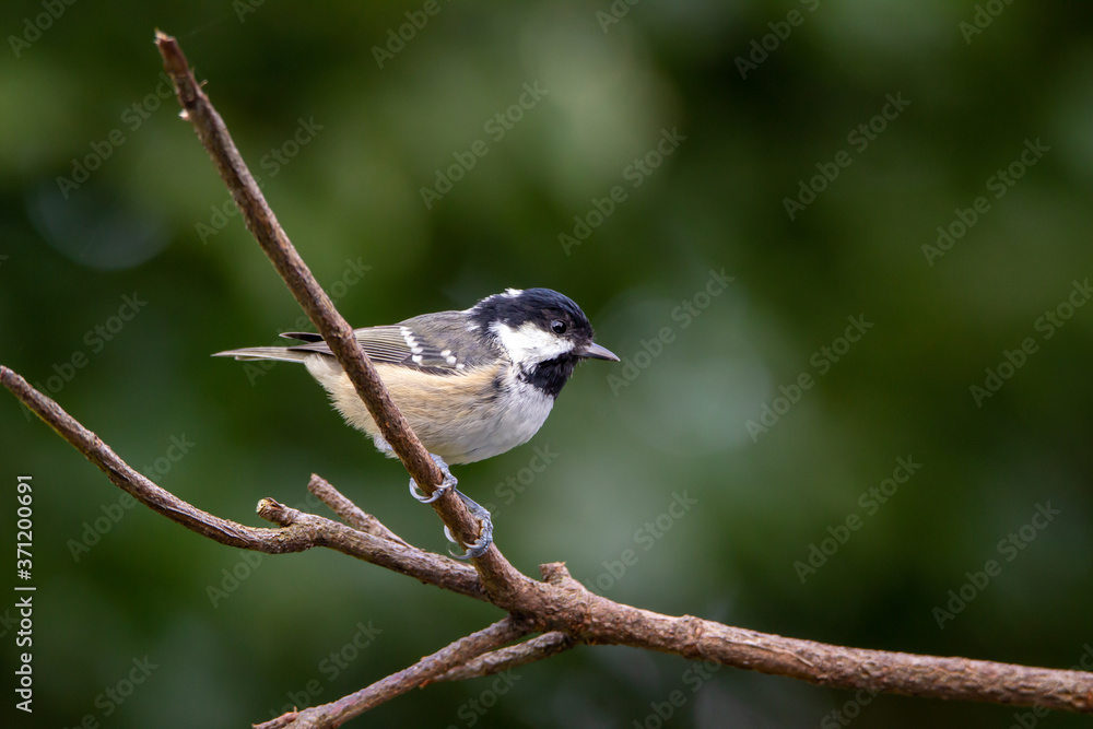 Fototapeta premium Coal tit on a branch