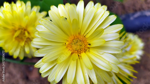 Calendula. Marigold flowers close-up. Beautiful yellow daisies grow in a flower bed in the garden.