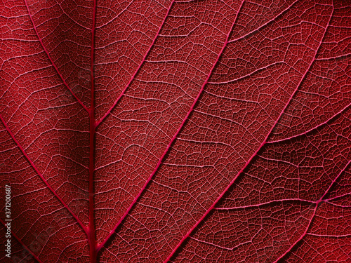 macro red leaf with line of vein texture