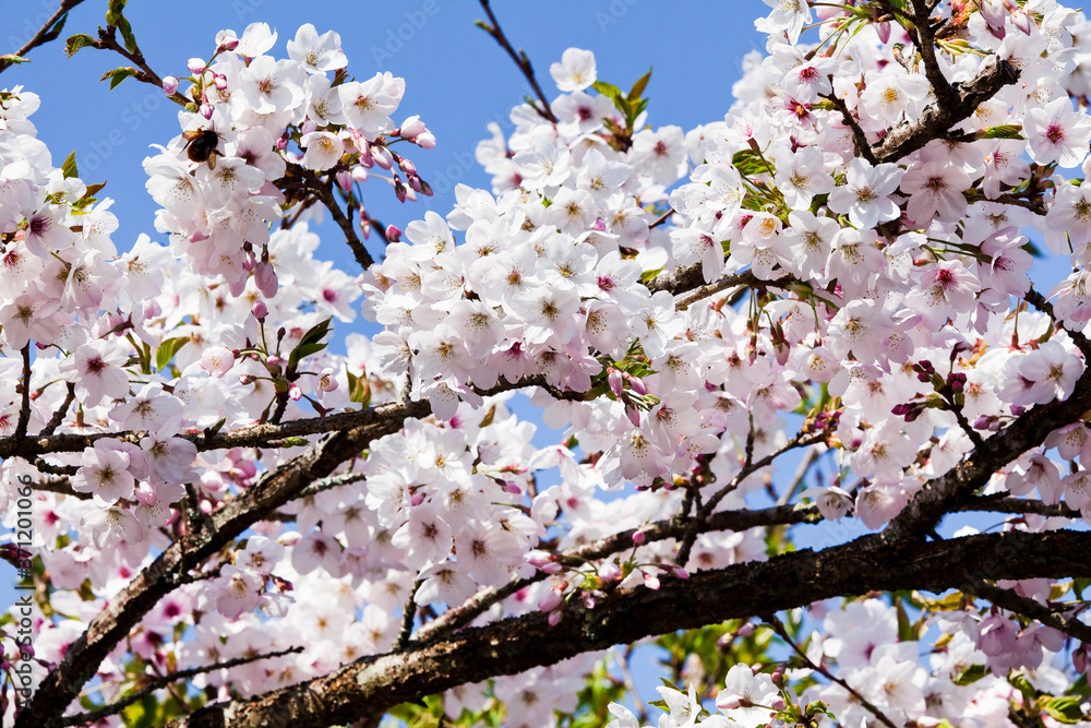 cherry blossoms blooming in Alishan of Chiayi. Alishan Forest Recreation Area in Chiayi, Taiwan. cherry blossoms blooming in Alishan of Chiayi. Alishan Forest Recreation Area in Chiayi, Taiwan.