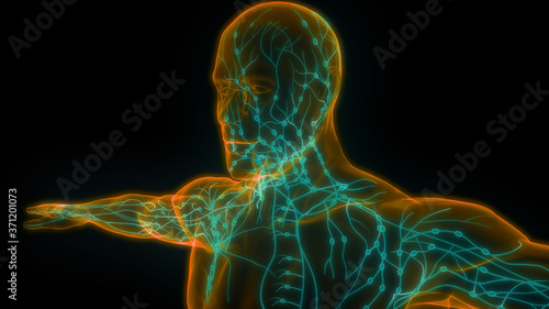 Foto Human Internal system Lymph Nodes Anatomy