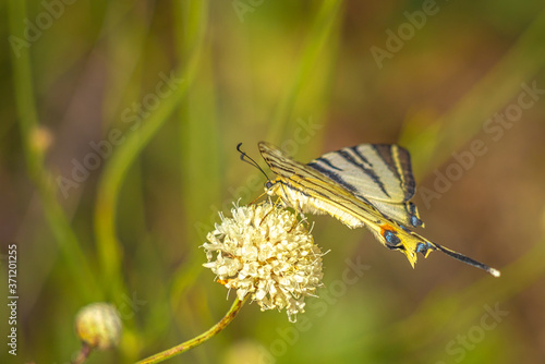 The butterfly known as the common yellow swallowtail in a closeup view. photo