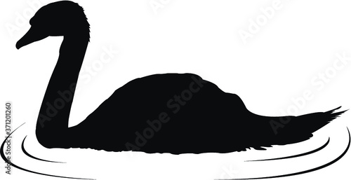 black swan vector