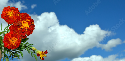 Marigolds against a background of white clouds in a blue sky. Horizontal background.