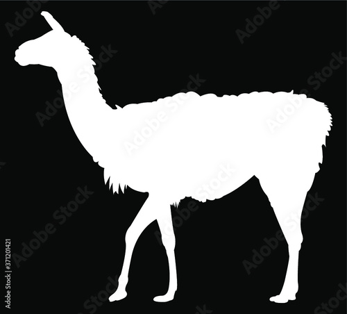 illustration of a llama