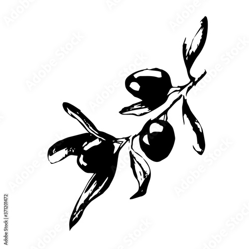 Sketch olives on a twig in black and white