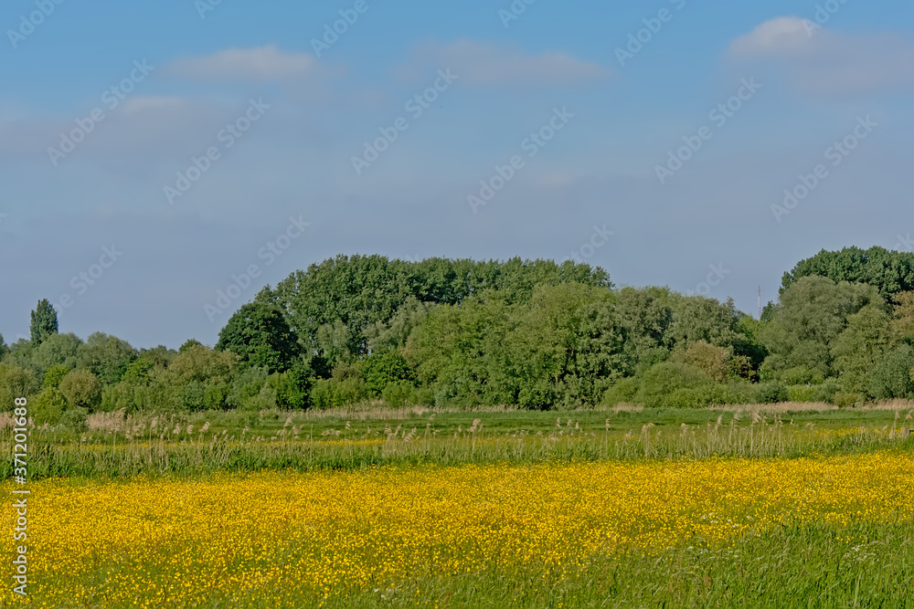 
Download preview
Spring field with many yellow buttercup flowers and trees in `Bourgoyen` nature reserve in Ghent, Flanders, Belgium

