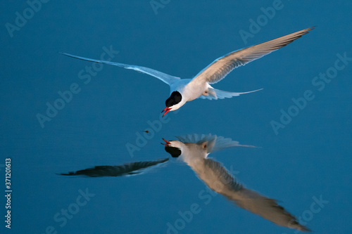 Arctic tern in flight photo