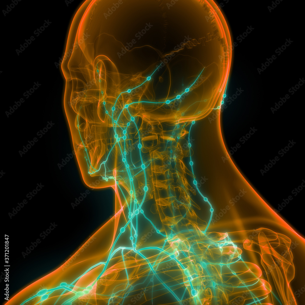 Human Internal system Lymph Nodes Anatomy Stock Illustration | Adobe Stock