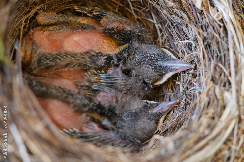 Blackbird chicks in their nest in a bicycle basket Blackbird chicks in their nest in a bicycle basket