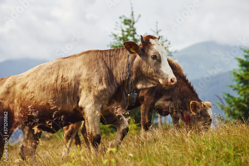 Cows outdoors at Carphatian mountains. Conception of traveling and farming © standret