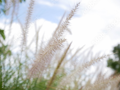 grass in the wind outdoor nature © amonphan