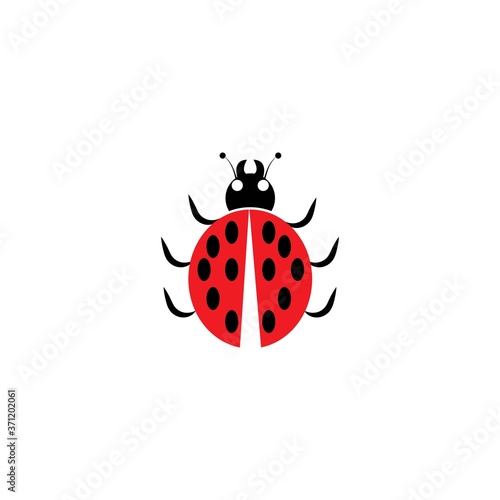 ladybug vector