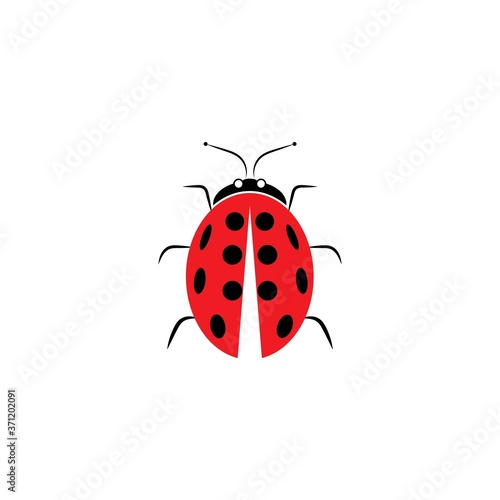 ladybug vector