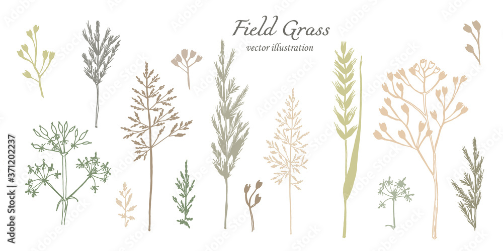 Naklejka premium botanical illustration. Different types of field herbs in green and brown shades of flowers. Set of elements for your design. hand drawing. 