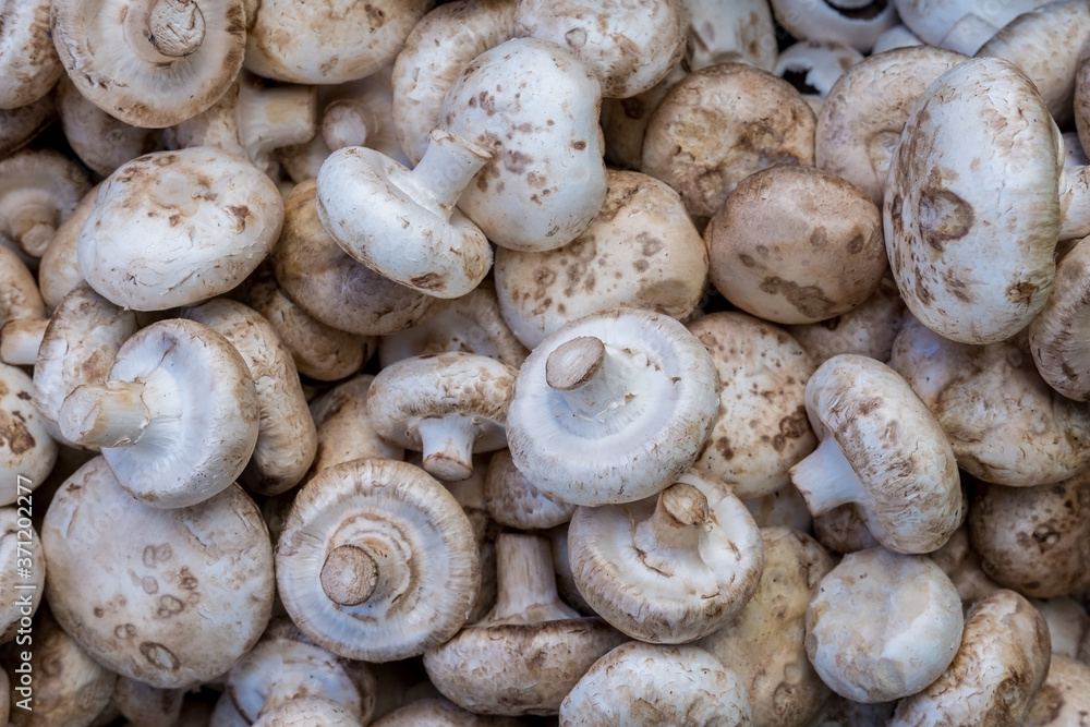 Lots of fresh white mushrooms. Top view as a background for vegetables.