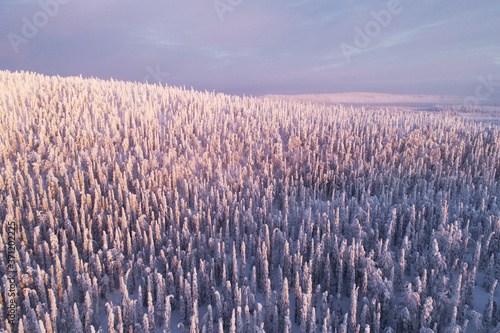 Aerial view of snowy and wintery taiga forest during a pink sunrise on a cold morning in Northern Finland.