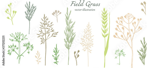botanical illustration. Different types of field herbs in green and brown shades of flowers. Vector set of elements for your design. hand drawing