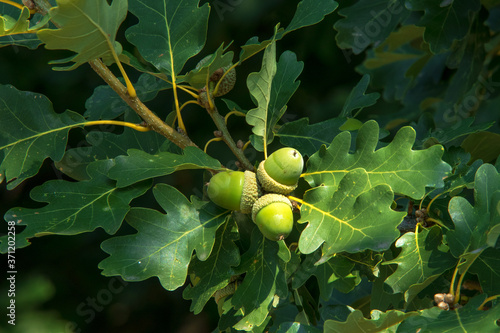 Obraz na plátně Oak twig with green leaves and acorns, oak trees in the forest.