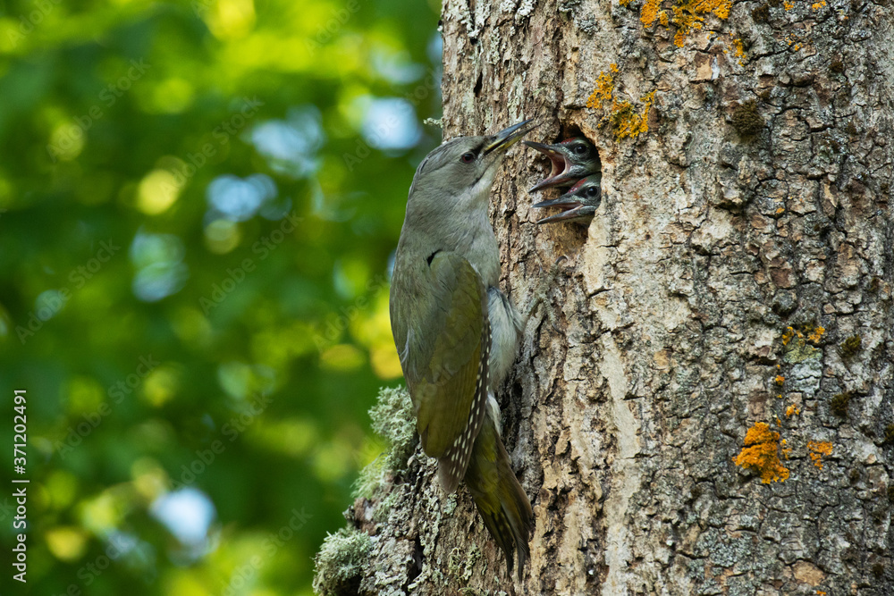 Fototapeta premium European bird Grey-headed woodpecker, Picus canus feeding small chicks on the nest hole in boreal forest of Estonia. 