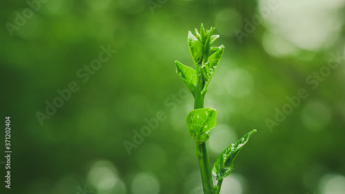 Green fresh ivy gourd bud growing in blurred background photo