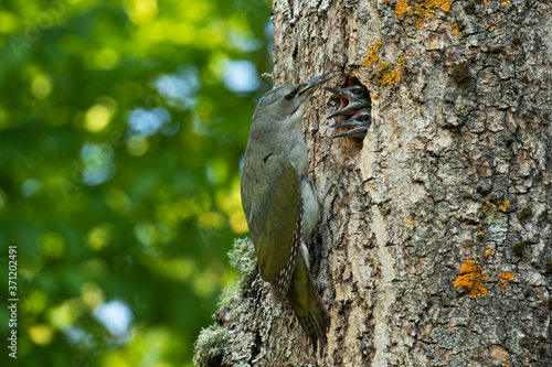 European bird Grey-headed woodpecker, Picus canus feeding small chicks on the nest hole in boreal forest of Estonia. 