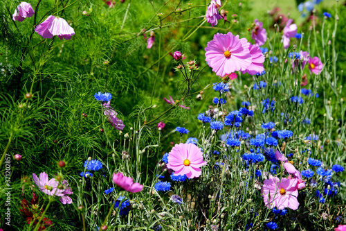 Fototapeta Naklejka Na Ścianę i Meble -  pink and blue flowers in the garden