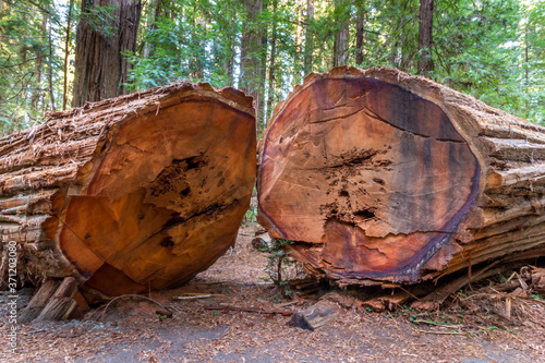 Huge old Redwoodn tree, cut in two pieces laying on the ground in the Redwood Forest National and State Park, California