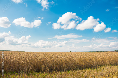Field of wheat at sunny day