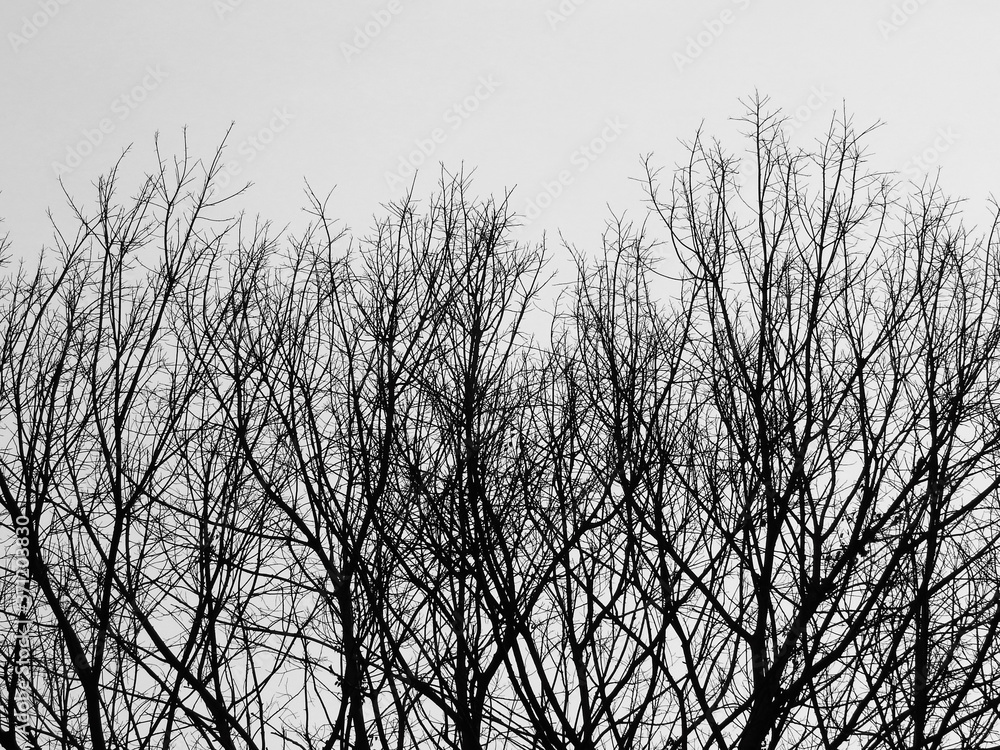 Obraz premium black and white silhouette dry tree with gray sky background