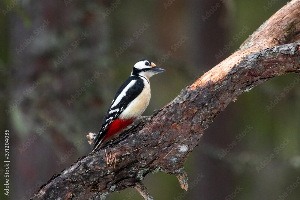 A curious and colorful Great spotted woodpecker, Dendrocopos major on an old tree in Estonian coniferous boreal forest, Northern Europe. A curious and colorful Great spotted woodpecker, Dendrocopos major on an old tree in Estonian coniferous boreal forest, Northern Europe.