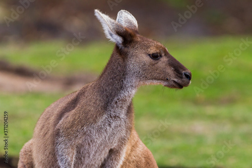 Close up powerful kangaroo head and shoulders against green grass background