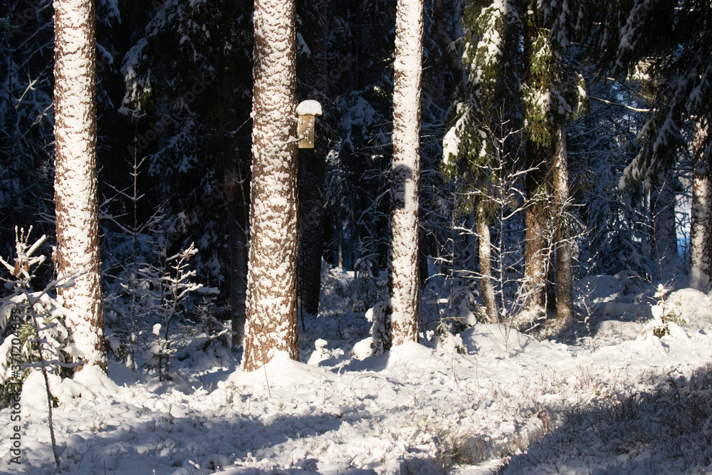 Fototapeta premium Nesting box for birds in a snowy wintery forest in Estonian nature. 