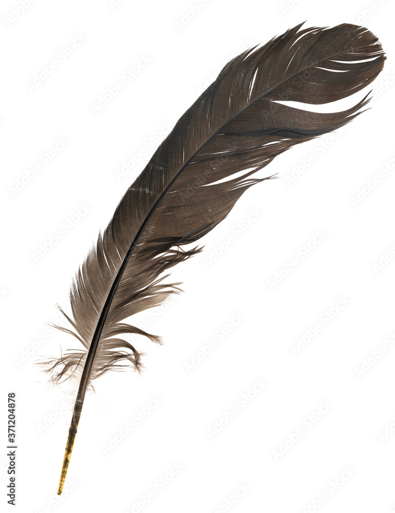 Natural bird feathers isolated on a white background. pigeon, goose and chicken feathers Natural bird feathers isolated on a white background. pigeon, goose and chicken feathers