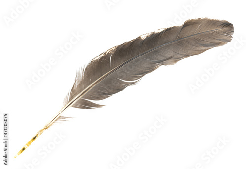 Natural bird feathers isolated on a white background. pigeon, goose and chicken feathers