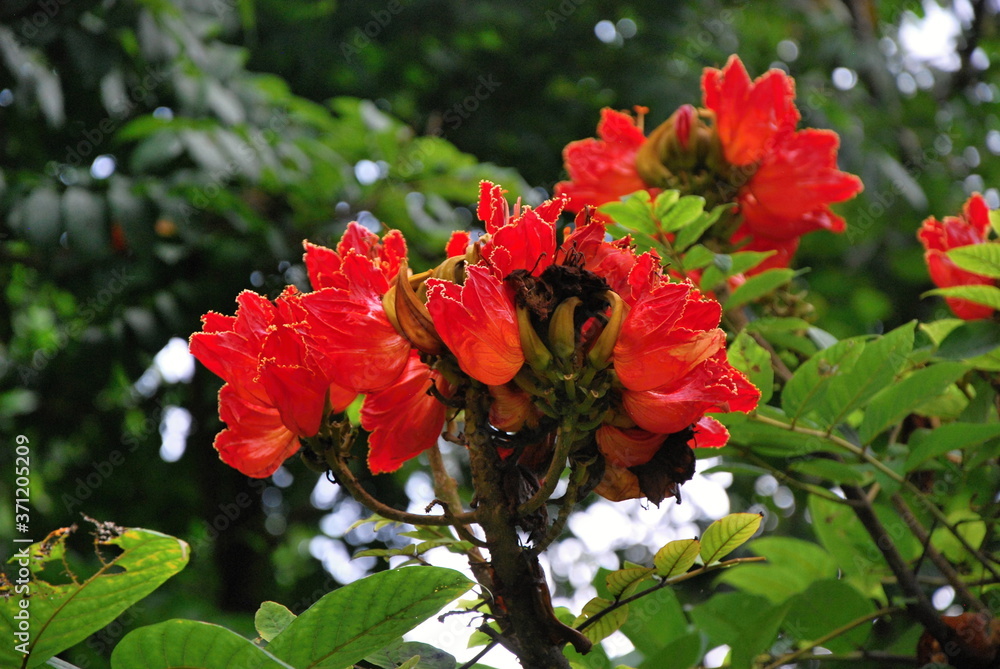 Flower in El Yunque Regenwald, Puerto Rico Flower in El Yunque Regenwald, Puerto Rico