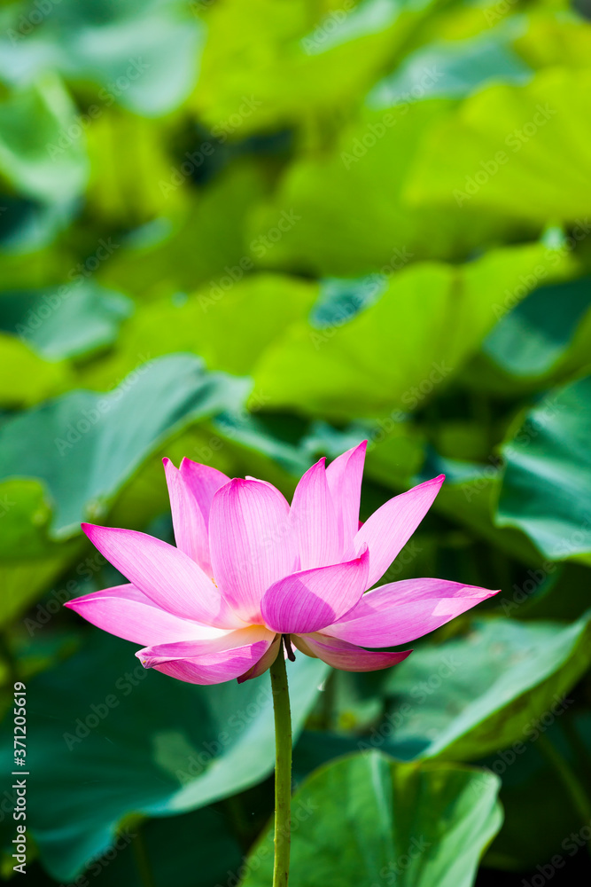 Close-up of the lotus flower in the garden 