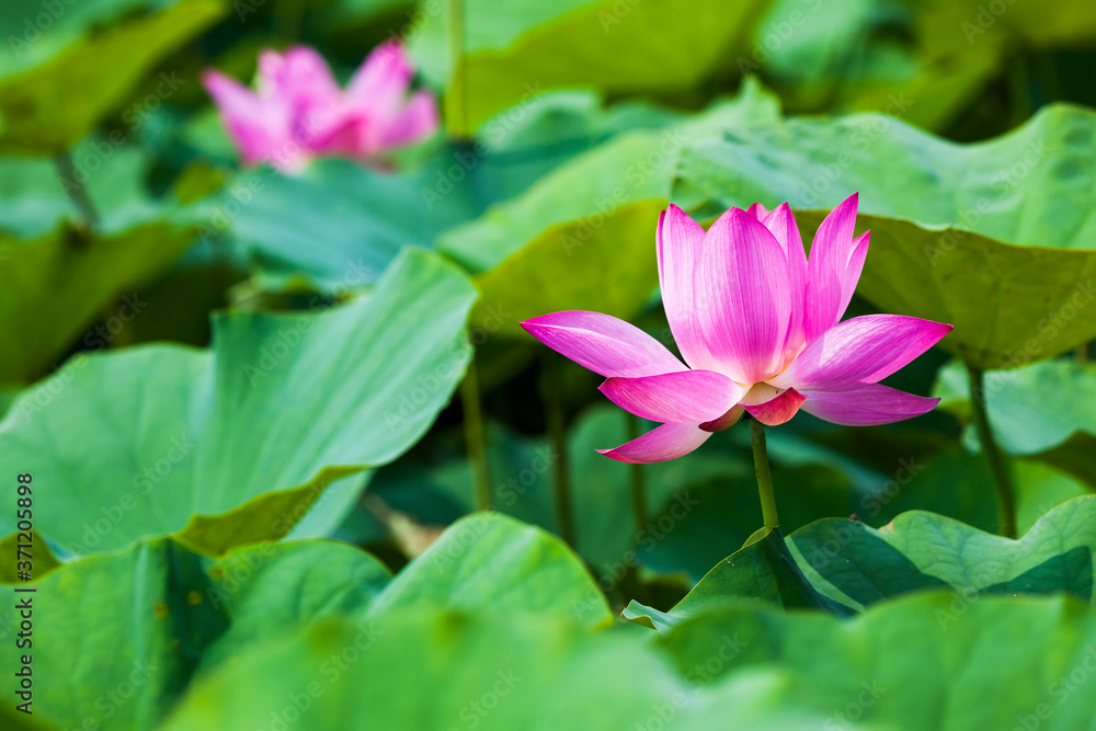 Beautiful lotus flower in the garden Beautiful lotus flower in the garden
