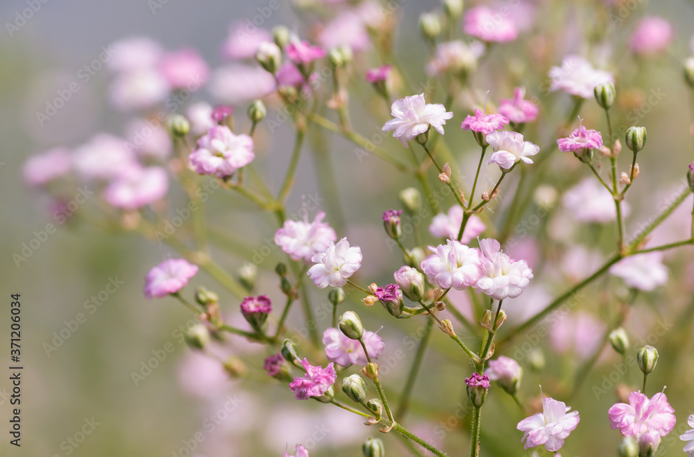 Common gypsophila (Gypsophila paniculata 'Flamingo') Common gypsophila (Gypsophila paniculata 'Flamingo')
