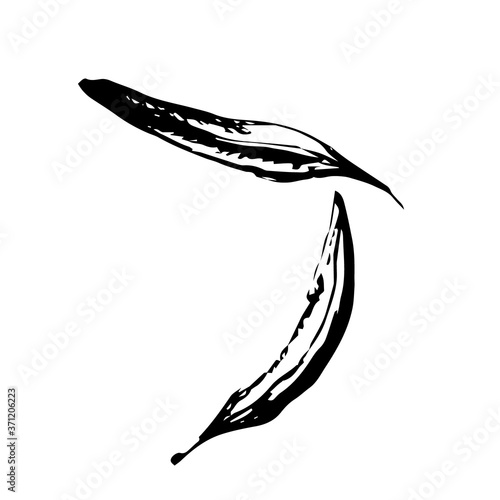 Sketch the Leaves of the olive tree