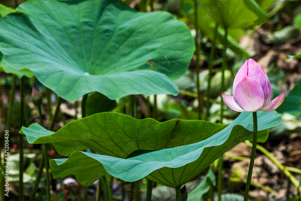 Close-up of the lotus in the garden with blurred background Close-up of the lotus in the garden with blurred background