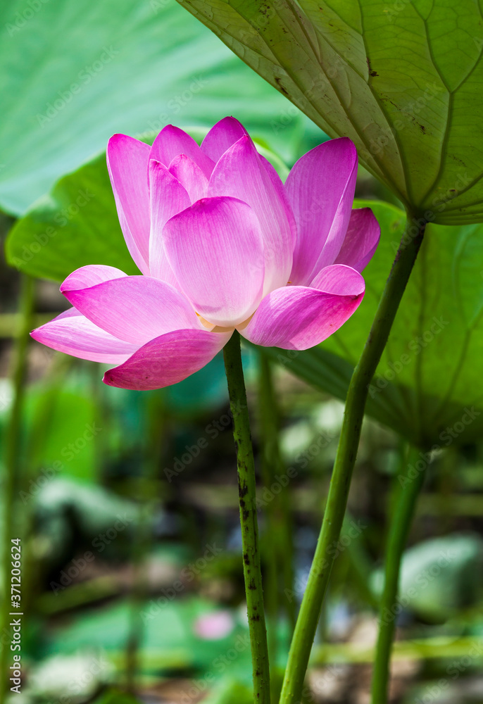 Beautiful lotus flower in the garden