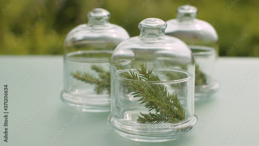 Close up fir tree branches and green cones in glass jars on the table in the garden. Healing herbs. Plants for cosmetology, pharmacy and aromatherapy. Closeup shot with slide or move camera. Close up fir tree branches and green cones in glass jars on the table in the garden. Healing herbs. Plants for cosmetology, pharmacy and aromatherapy. Closeup shot with slide or move camera.