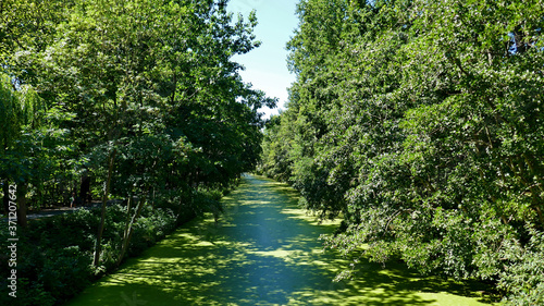 river during summer in total green