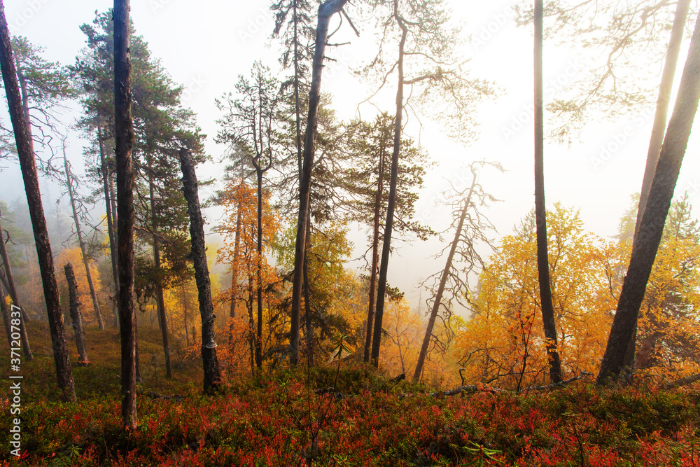 Colorful pristine taiga forest on a cliff in Northern Finland in Oulanka National Park during a foggy sunrise morning in autumn foliage. 