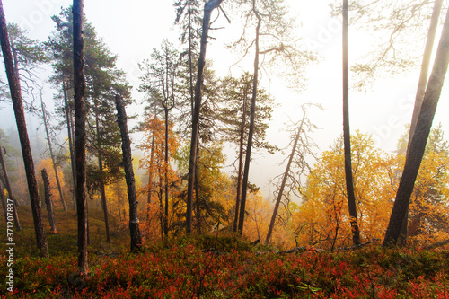Colorful pristine taiga forest on a cliff in Northern Finland in Oulanka National Park during a foggy sunrise morning in autumn foliage. 