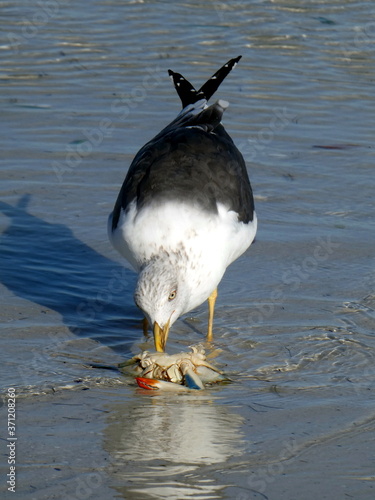 A seagull eats a crab at Sanibel Island, Bowman Beach