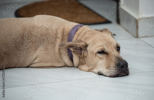 dog lying on the floor © Mujib