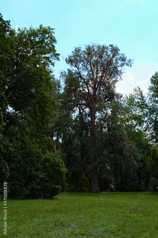 Scenic nature landscape with different old trees and grass with wild blooming flowers in the foreground. Concept of landscape and nature. The Arboretum Oleksandriya, Bila Tserkva, Ukraine Scenic nature landscape with different old trees and grass with wild blooming flowers in the foreground. Concept of landscape and nature. The Arboretum Oleksandriya, Bila Tserkva, Ukraine